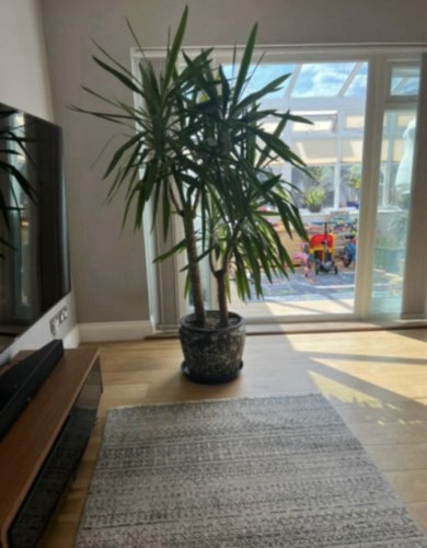 Feet yukka plant - 6.5,
