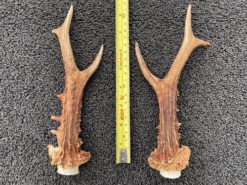 Scottish roe deer - pair),