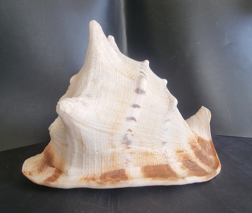 Large queen horned conch shell - horned,