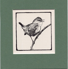 Peter Scott  ~ WREN ~ Black and White print ~ Original 1936