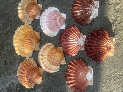 Beautiful king sea scallop - beautiful,