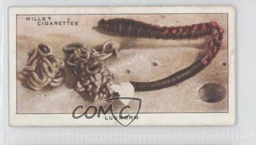 1938 wills the sea - 1938,
