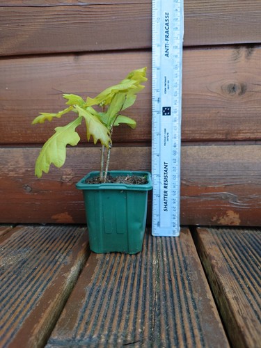Oak tree sapling - oak, pot)