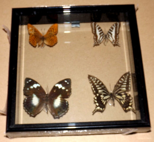 New gift boxed - gift, taxidermy