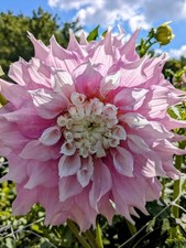 Gitts Perfection Pink