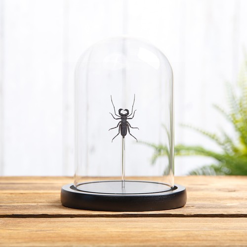 Whip scorpion glass - whip,