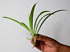Shamrock Spider Plant