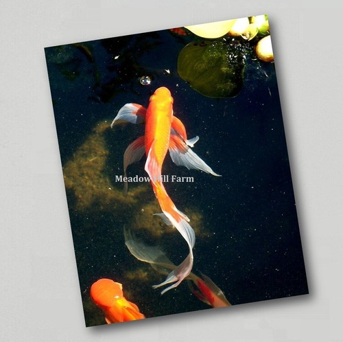 Fridge magnet goldfish - magnet,