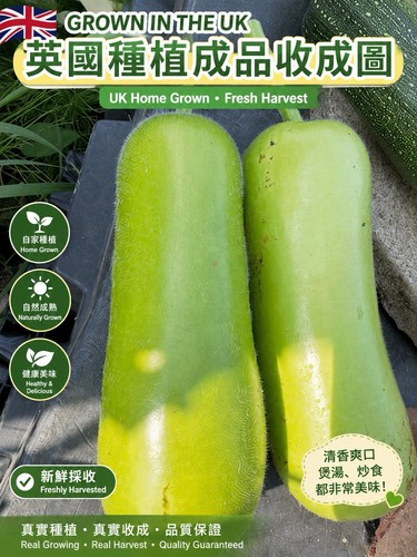Chinese short bottle gourd - short,
