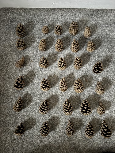 Pine cones mm fir - pine,