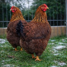 6 + Giant Large Partridge