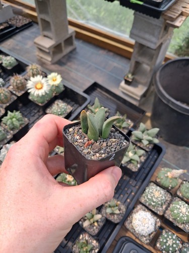 Ariocarpus retusus seed grown