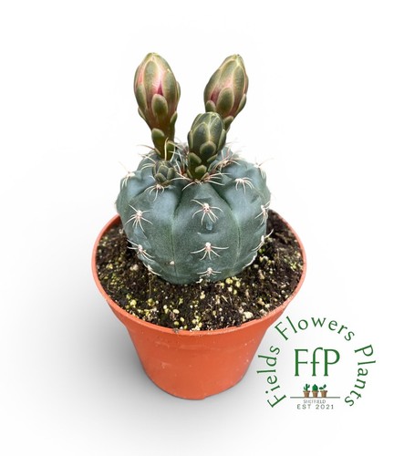Gymnocalycium baldianum - baldianum, |