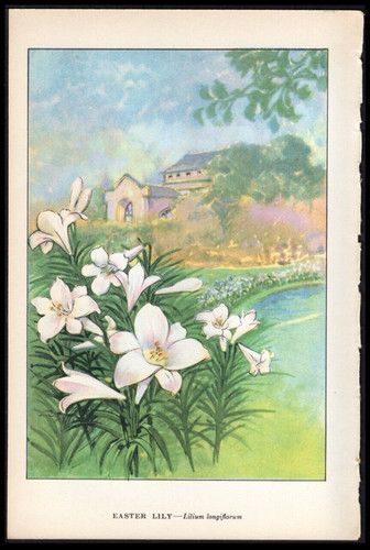 1926 vintage botanical print - 1926,
