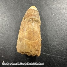 Spinosaurus dinosaur tooth
