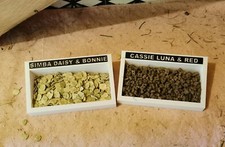 Rabbit, Guinea Pig or Small