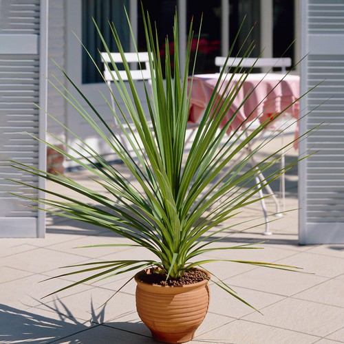 Cordyline atlantic green - cordyline,