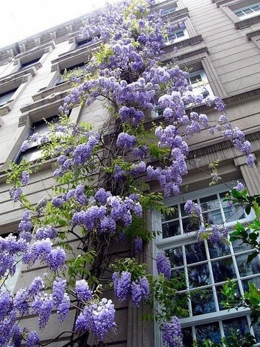 Wisteria tree seeds pack - wisteria,