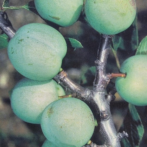 Mature green gage greengage - gage,