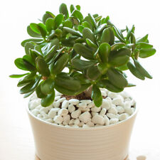 Houseplant, Jade Plant Crassula Ovata, Evergreen Succulent Easy Care, 12cm Pot