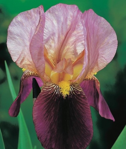 Iris germanica indian chief - indian,