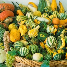 100% Genuine Ornamental Gourd Seeds, Vegetable - Easy Grow - Fast Free Shipping