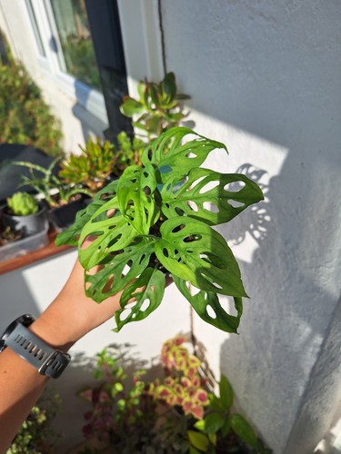 Monstera adansonii swiss - adansonii, 'swiss