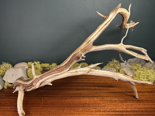 Large manzanita - large,