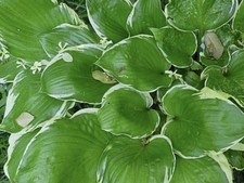 Hosta None Lovlier ( Pot Grown