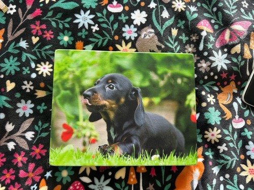 Sausage dog dachshund cute - /,