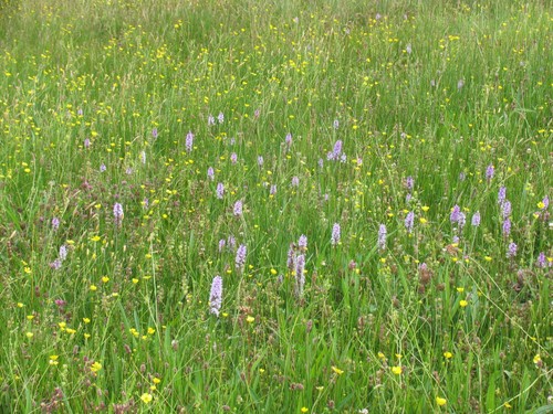 Common spotted orchid seeds - common,
