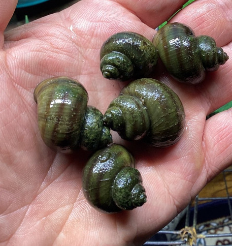 Mystery snails asian - snails, ringed