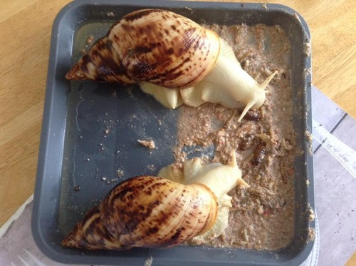 Giant african land snail food - giant,