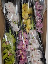 Farm Fresh Orchid/Cymbidium