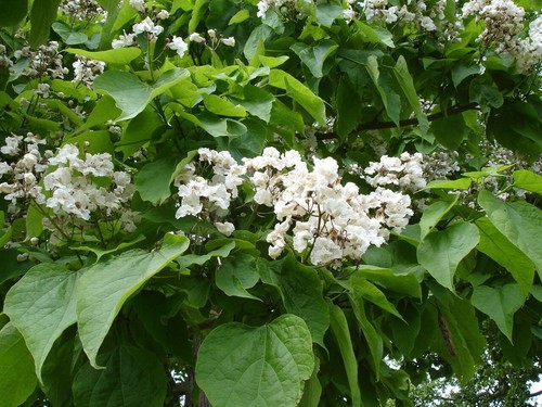 Catalpa ovata seeds - 20,