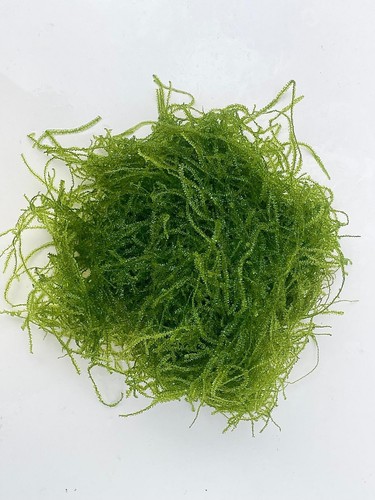 Java moss live freshwater - moss, 5g