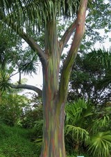 Rare RAINBOW EUCALYPTUS, Mindanao Gum, Deglupta – 100+ Viable Seeds