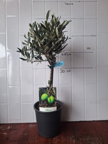 Olive tree standard - olive, 15cm