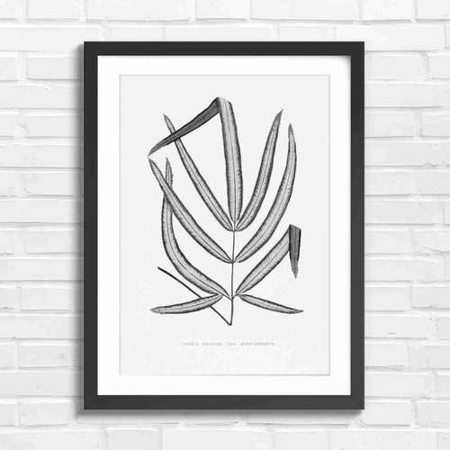 Fern botanical art - art, black