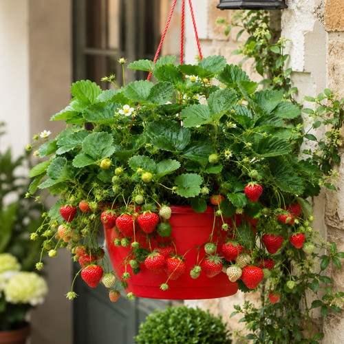 Strawberry toscana live - 1,