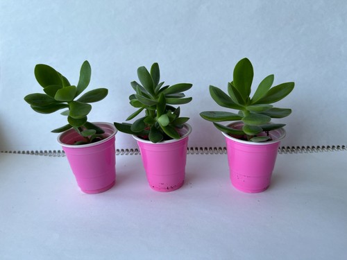 Crassula ovata minima small - crassula,