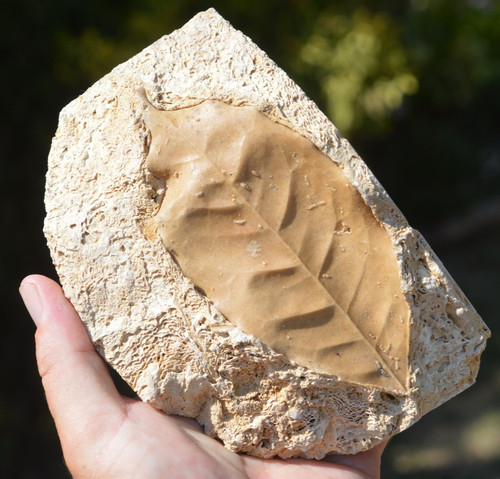 Large amazing rare - , &