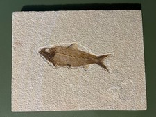 Fossil Fish Knightia