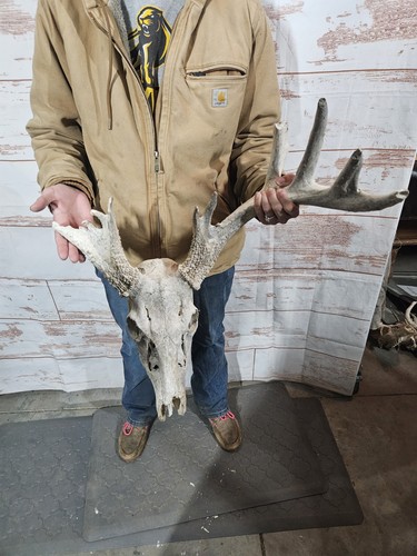 Wild point whitetail deer - point,