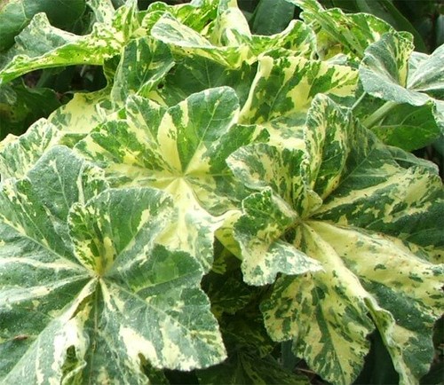 Variegated tree mallow - tree,