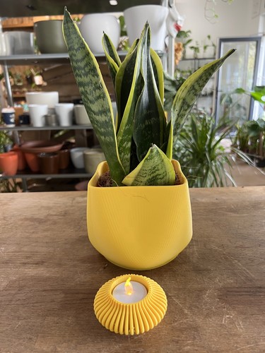 Snake plant with custom built