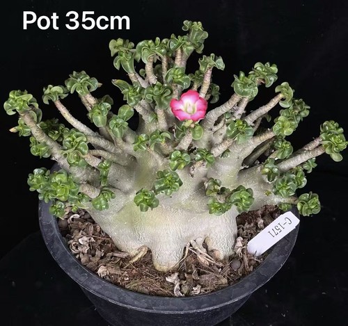 Pot 35cm rare adenium - 35cm,