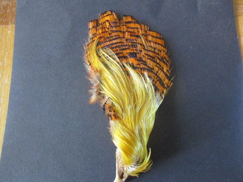 Golden pheasant complete - golden,