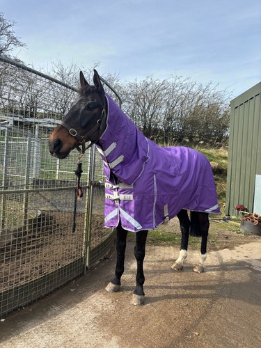 Horse turnout rug - horse, 1200