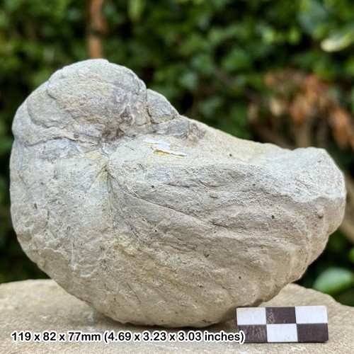 Fossil nautilus eutrephoceras - fossil,